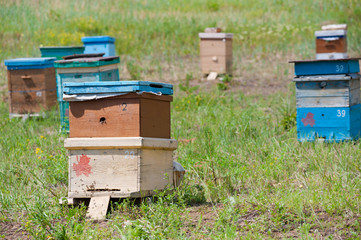 Siberian bee garden