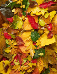 Obraz premium Colorful Leaves