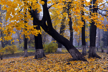 Colorful autumn trees with yellowed foliage in the autumn park