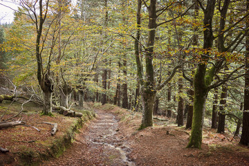 Beech forest