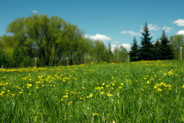 Yellow dandelions on a green lawn, green field and blue sky