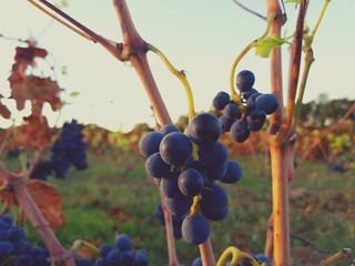 ripe red grape clusters on the vine