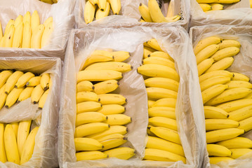 Bananas on supermarket shelves