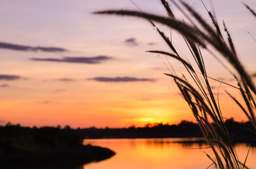 field of grass and sun in sunset