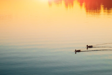 Fototapeta na wymiar A pair of ducks swim in the pond on the water