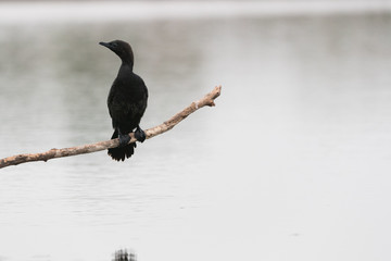 Pygmy cormorant