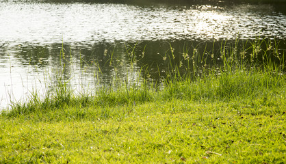 Green grass with pond