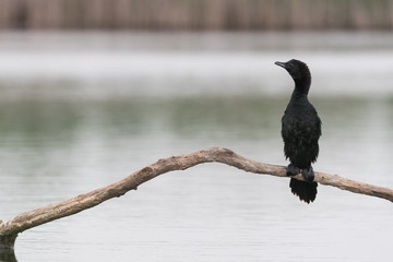 Pygmy cormorant