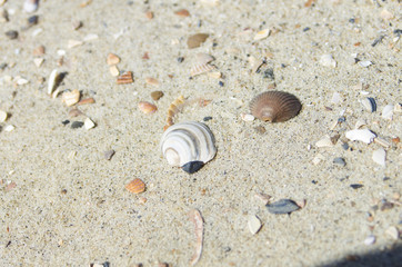  Muscheln und Steine im weißen Sand am Strand