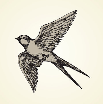 Vector drawing of a series of sketches "Birds". Swallow