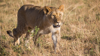 Lioness