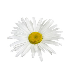White Daisy flower
