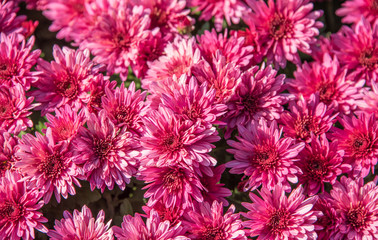  abstract background,flowers