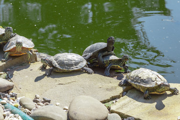 Red eared slider turtle. Trachemys scripta elegans.
