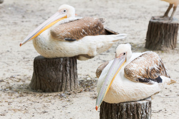 Pelicans rest outdoor