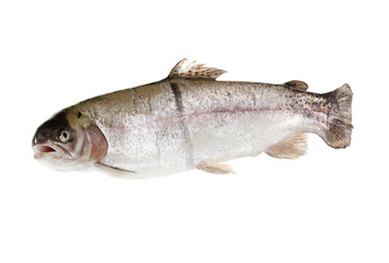 freshwater trout isolate on a white background closeup