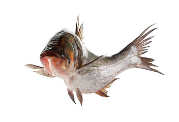 Fish silver carp isolated on white