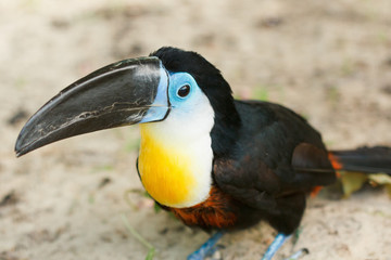 Toucan sitting close-up. © bravissimos