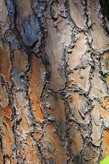 The texture of the bark of a pine tree.