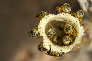 jatai stingless bee at the wax entrance to their hive - tetragonisca angustula