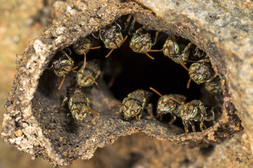 little stingless bees at the entrance to their hive