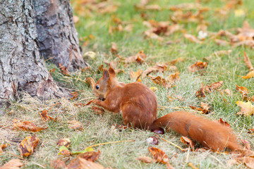 Naklejka na ściany i meble squirrel in grass in park in autumn