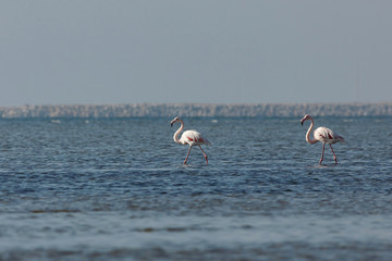 View of pink flamingos in Evros, Greece.