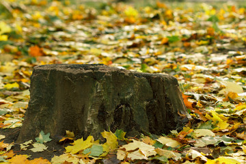 Stump and autumn colorful colorful maple leaves in the park.