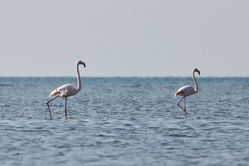 View of pink flamingos in Evros, Greece.