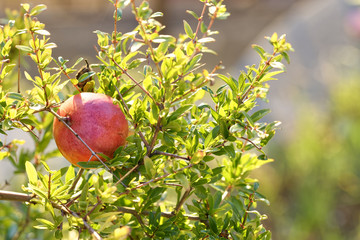 detail of pomegranate in a meadow