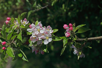 Apfelblüte
