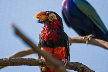 Bearded Barbet bird (Lybius dubius)