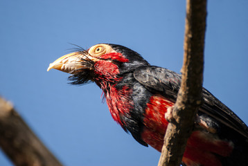 Bearded Barbet bird (Lybius dubius)