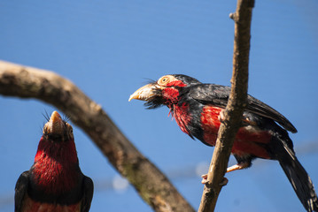 Bearded Barbet bird (Lybius dubius)