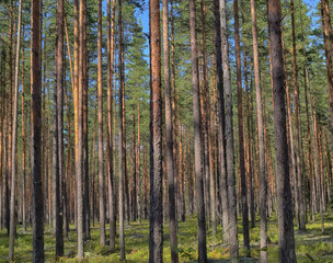Pine forest in summer