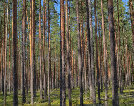 Pine forest in summer © Evdoha