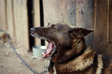 watchdog yawns
