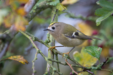 Obraz premium Wintergoldhähnchen im Weißdorn