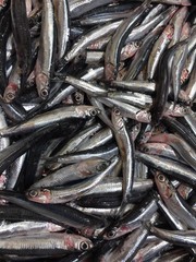 pescaditos