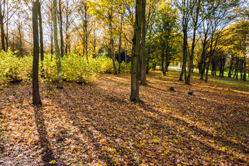 Naklejka premium Sunlight falling through the forest in Autumn in the morning - Autumn background