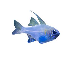 The coral reef fish on white background, isolated
