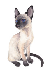 Cute fluffy white Siamese cat with blue-violet eyes