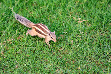 Northern palm squirrel or Funambulus pennantii