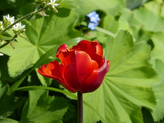 Tulp - tulps - Tulpen - in farm garden in Krummhörn Ostfriesland North Sea Nordsee ... :-)