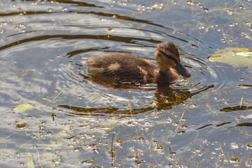 Caneton colvert nageant sur un étang