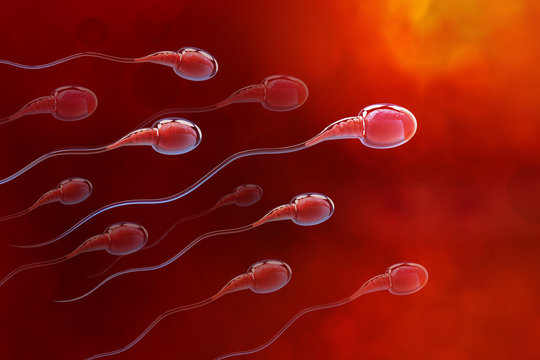 Spermatozoa rush to victory. Movement through the fallopian tubes. 3D illustration on medical research