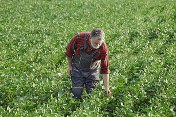 Farmer examining soy bean plants in field