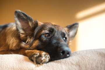 Cute German Shepherd on bed.  Lovely dog  in home.