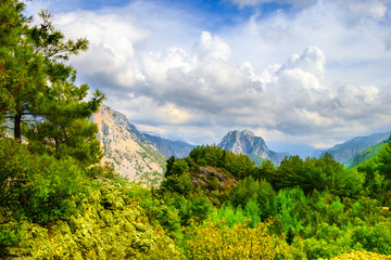 Green Forest And Mountain View