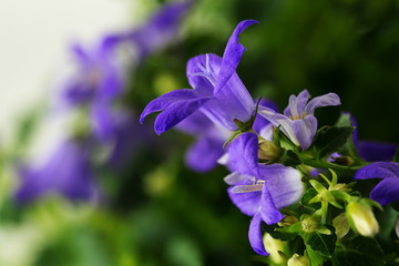 Fototapeta na wymiar blue bell flower (campanula), the bloom in spring as a macro shot with copy space